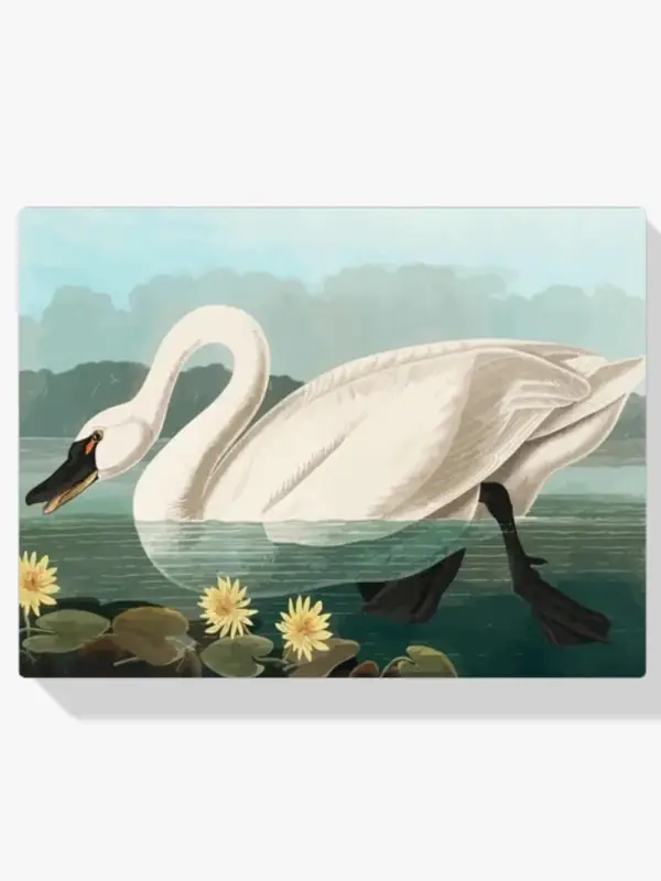 Achat Immédiat Schilderen op nummer – Amerikaanse zwaan - 100x100cm