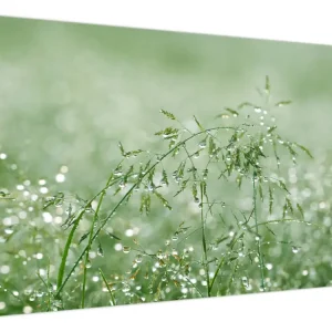 Seulement Aujourd’hui Schilderij - Ochtenddauw op grassprieten - Eendelig 120x70 cm