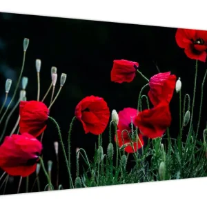 Acheter En Ligne Schilderij - Klaprozendans - Eendelig 120x70 cm