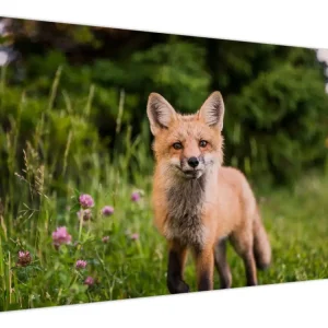 Achetez Aujourd’hui Schilderij - Vos - Eendelig 120x80 cm