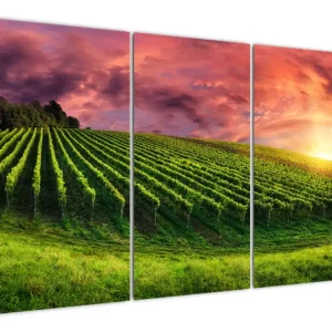 Soldes Schilderij - Wijngaard met kleurrijke hemel - Driedelig 120x80 cm