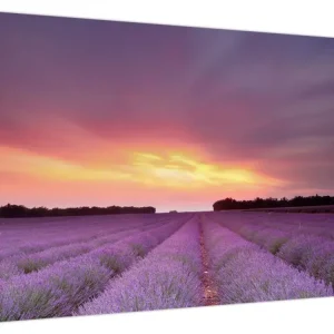 Usine Directe Schilderij - Lavendelveld - Eendelig 70x50 cm