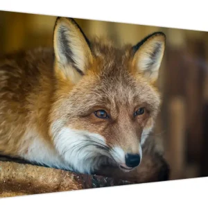Super Prix Schilderij - Vos - Eendelig 120x80 cm
