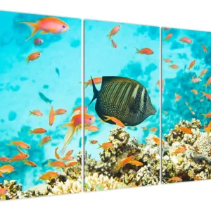 Achat Immédiat Schilderij - Onderzee wereld - Driedelig 120x80 cm