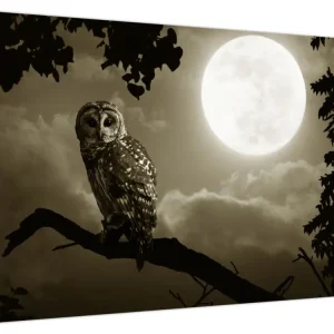 Vente Flash Schilderij - Nachtuil, gouden - Eendelig 70x50 cm