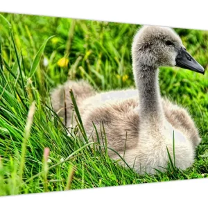 Achat Immédiat Schilderij - Kleine zwaan in het gras - Eendelig 120x70 cm