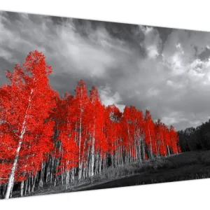 Soldes Schilderij - Bomen met mooie herfstkleuren - Eendelig 120x80 cm