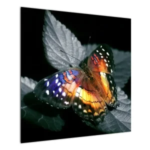 Achetez Aujourd’hui Schilderij - Vlinder - Eendelig 70x70 cm