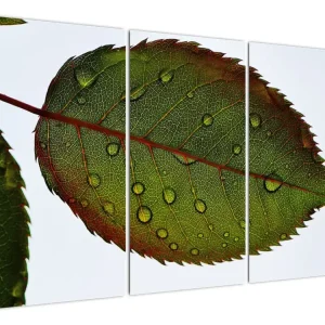 Affaire À Saisir Schilderij - Rozenblad - Driedelig 120x80 cm