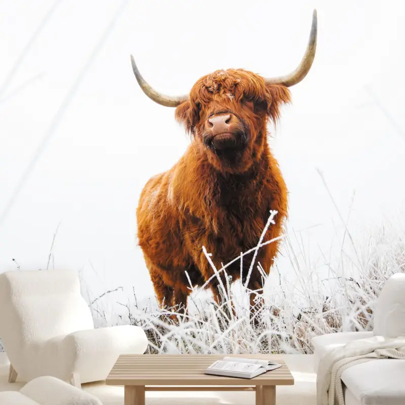 Achat Immédiat Fotobehang - Schotse hooglander