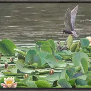 Zwarte stern en waterlelies - opgespannen Paiement Sécurisé