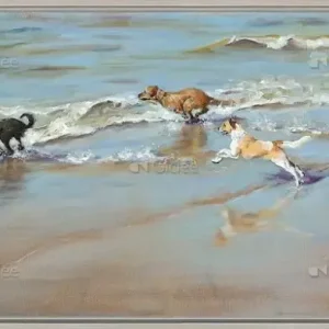 Zeehonden - op-rol Solde