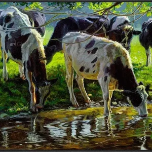 Zwartbont vee drinkend uit een beek - op-rol Expédition Rapide