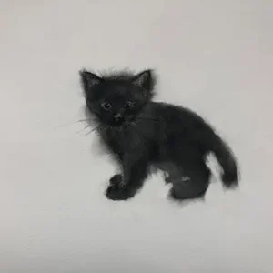 Dotjes en donsjes: Poes 7 Vente Directe