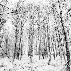 Winter Wonderland 3 Remise