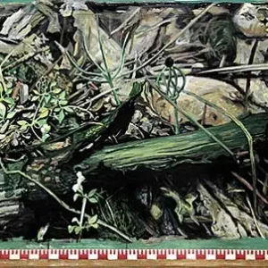 Acheter Direct Walter simon, Bosbodem nr 3 1992