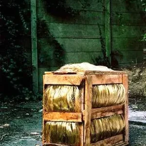 Achetez Aujourd’hui Alberta partisani, Kist zon 1998