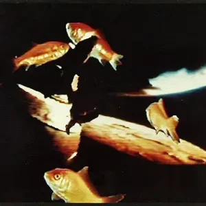 Wim den hertog, Slow motion Paiement Sécurisé