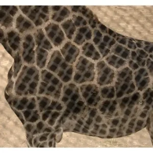 Achat Immédiat Roderik henderson, Giraffe