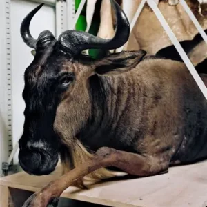 Achat Immédiat Danielle van ark, The mounted life 2011 wildbeast