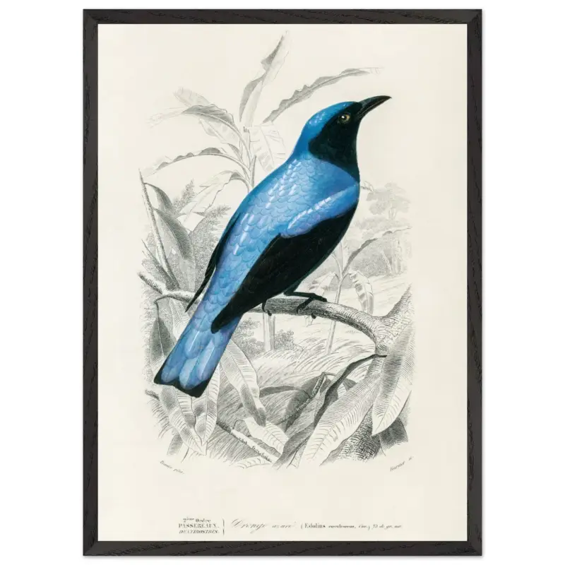 Acheter Direct Artfulprints Poster met Lijst Charles Dessalines d'Orbigny - Square-tailed drongo (Edoius caerulescens) - 50x70 cm - Blauw