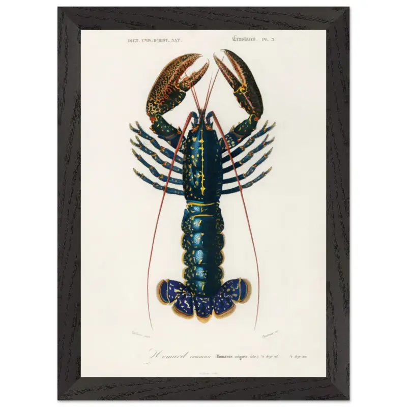 Vente Flash Artfulprints Poster met Lijst Charles Dessalines d'Orbigny - Crimson crawfish (palemon ornatum) - A4 21x29.7 cm - Blauw