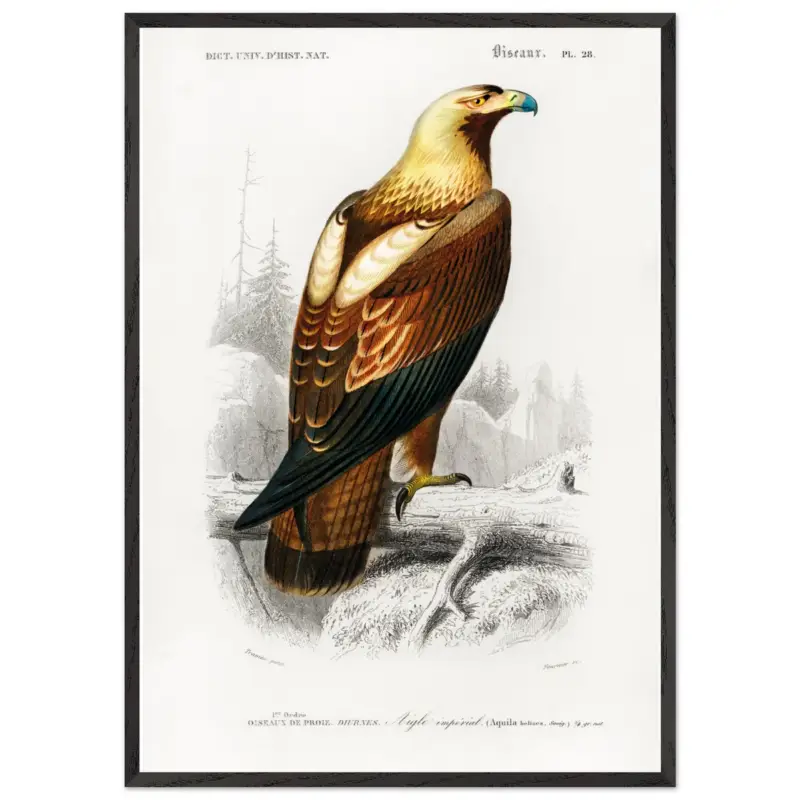 Acheter En Ligne Artfulprints Poster met Lijst Charles Dessalines d'Orbigny - Eastern imperial eagle (aquila heliaca) - 70x100 cm - Bruin