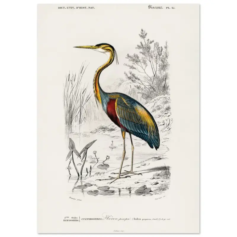 Achat Immédiat Artfulprints Poster Charles Dessalines d'Orbigny - Purple heron (Ardea purpurea) - A4 21x29.7 cm - Meerkleurig