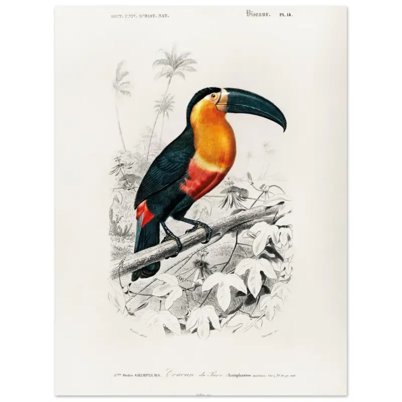 Acheter Direct Artfulprints Poster Charles Dessalines d'Orbigny - Toucan (ramphastos) - 30x40 cm - Oranje