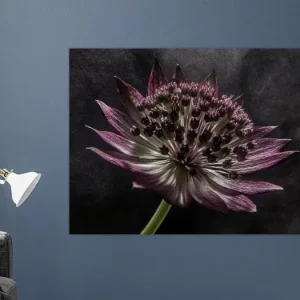 Zeeuws knoopje in stomend licht van Marjolijn van den Berg - NL434851M13S80x60 Soldes