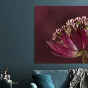 Zeeuws knoopje (Astrantia Major) met paarse - roze kleur gemêleerde achtergrond van Marjolijn van den Berg - NL1369527M13S80x50 Vente Directe