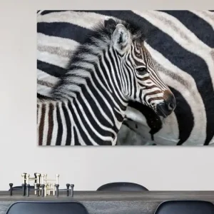 Zebraveulen (Equus burchellii) staand naast de moeder, Sabi Sands Game Reserve, Mpumalanga, Zuid-Afr van Nature in Stock - NL459917M13S75x50 Offre Limitée