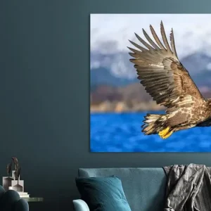 Zeearend (Haliaeetus-albicilla) jaagt in de lucht van Sjoerd van der Wal Fotografie - NL409577M13S75x50 Authentique